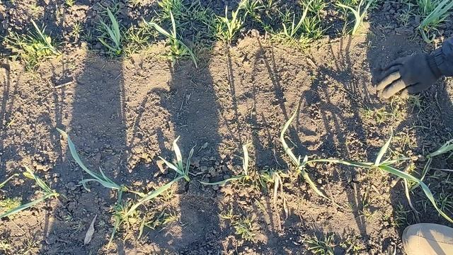 Тестирование мотосапы. Тяпка ( сапка) огорода без напряга!!! смотреть онлайн