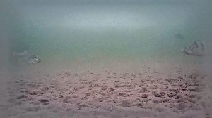 РК Раскаты 2025.01.27 5