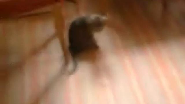 кот Марс смотреть онлайн