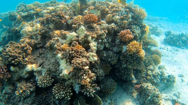 Iberotel Costa Mares, Marsa Alam - Egypt 4K смотреть онлайн