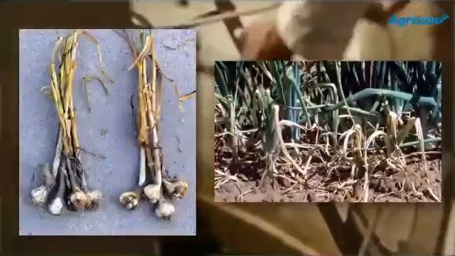 AGRICON TRICODARMA TRICON SUDON смотреть онлайн