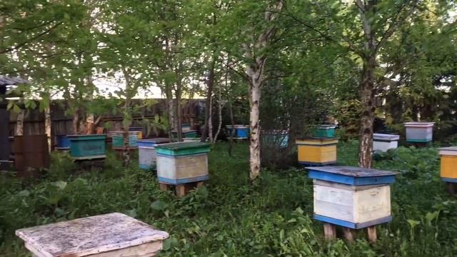 Забираем среднерусских пчёл смотреть онлайн