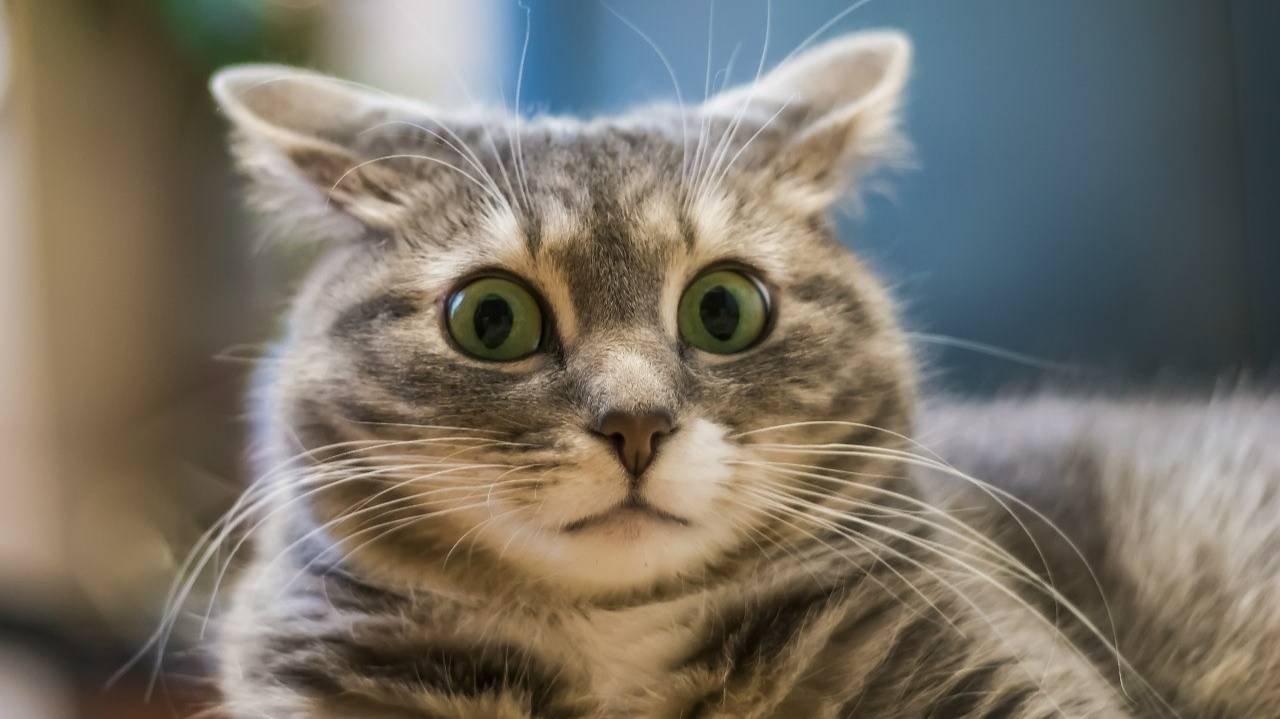СМЕШНЫЕ КОТЫ 2025 ЛУЧШАЯ ПОДБОРКА ПРИКОЛОВ С КОТАМИ, КОШКИ, КОТИКИ, СМЕШНОЕ ВИДЕО