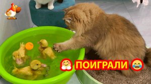 Утята плавали 😹 Кот играл с шариком 😍 Кошка наблюдала ❣️🤗😂