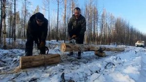 БЕНЗОПИЛА Stihl MS260 против ZimAni MS250 PRO и Stihl MS250