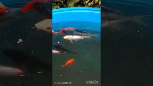 Кометы и карпы кои.