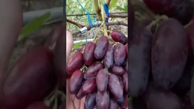 Форма винограда Экстрим. Виноградник Щереденкова.#селекциищереденкова #экстрим