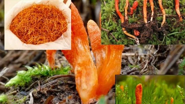 Mua đông trùng hạ thảo Việt Nam