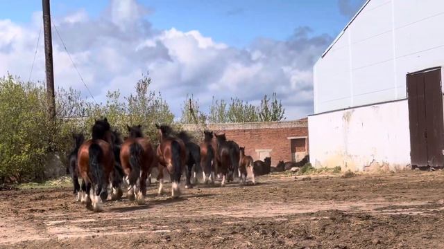 Владимирские тяжеловозы - табун смотреть онлайн