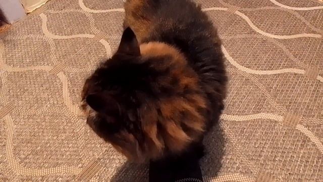 Кот Марс. Прогулка с высказываниями. Выглядывает за дверь. смотреть онлайн