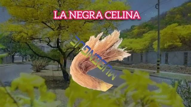 LA NEGRA CELINA смотреть онлайн