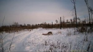 Волки в Амурской области