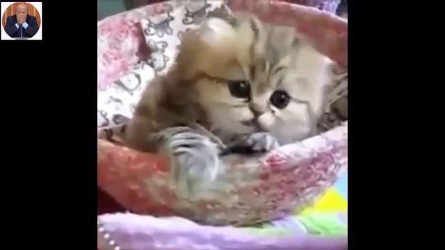 самый милый котик, вы тоже так считаете ? смотреть онлайн