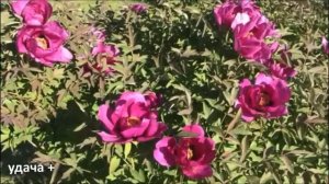 11 мая Светлая суббота .Что нельзя делать 11 мая Максимов день .  Народные Приметы и традиции Дня