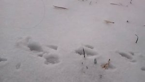 {Клип с лошадьми schleich} •Control•