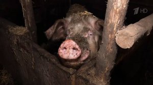 Большое хозяйство