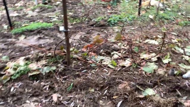 Виноградник 4 ноября в МО