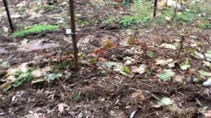 Виноградник 4 ноября в МО