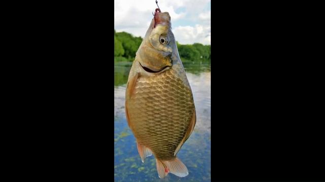 РЫБА КАРАСЬ.Рассказ о ней смотреть онлайн