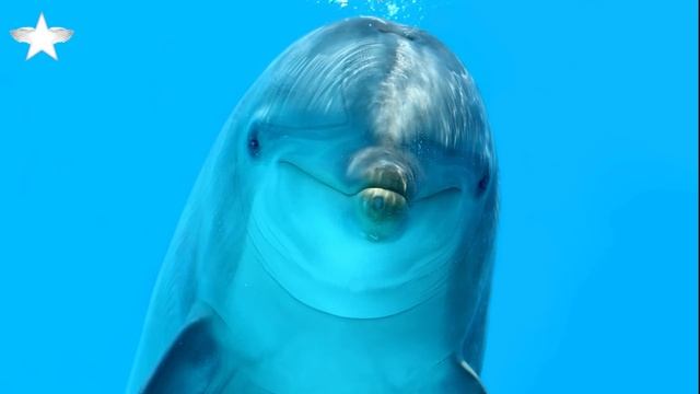 Honza Delfín: Jak zvládnout temné období смотреть онлайн