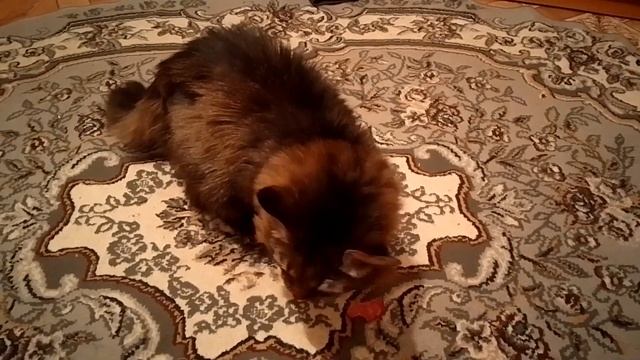 Кот Марс. Колбаса не по душе. смотреть онлайн