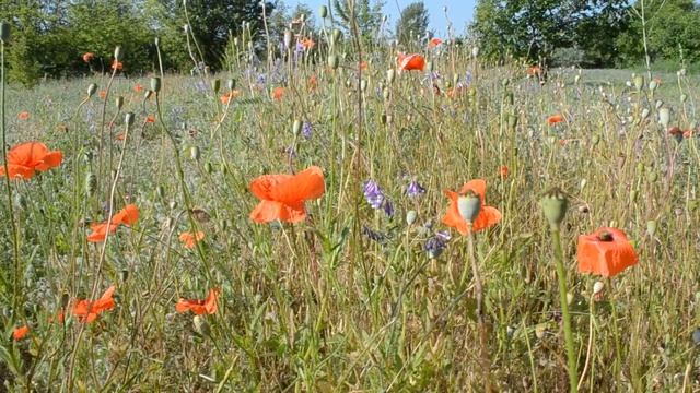 ФУТАЖИ маки смотреть онлайн
