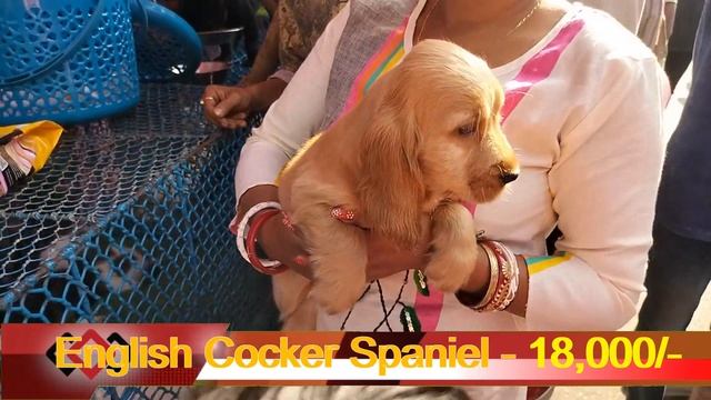 Recent Dog Puppy Price Update | Galiff Street Pet Market Kolkata | dog market in kolkata | Kolkata смотреть онлайн