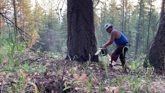 Stihl 441 putting in work on big Douglas Fir 🌲 PNW WA State смотреть онлайн