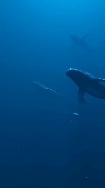 ВОТ Что Происходит Когда КИТЫ Стареют #shorts смотреть онлайн