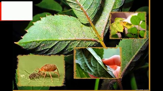 График обработок роз с весны до осени! смотреть онлайн