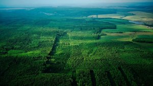 Лес Чембулат - микушкинская тенистая дубрава и липовый древостой