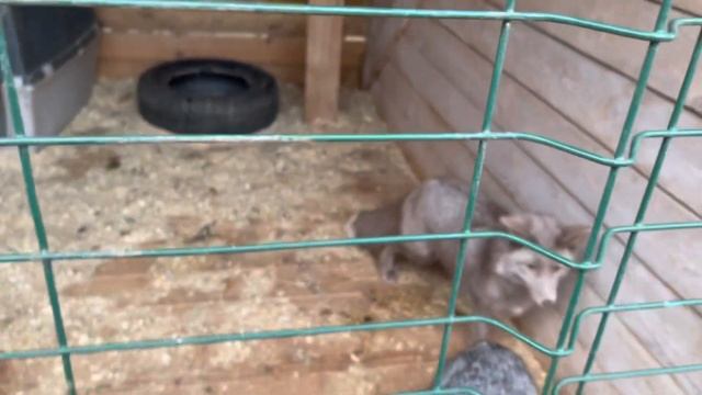 Лисички/проделки Кнопы в полнолуние/ про болезнь Кванта смотреть онлайн