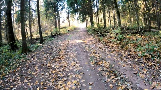 Покатушка на фэтбайке до Талаево.Обнаружил трассу для трюков на велике.12 октября 2021 года. смотреть онлайн