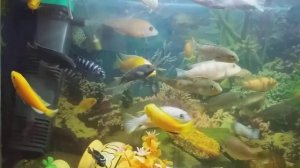 Аквариум 140 литр ,60 рыб