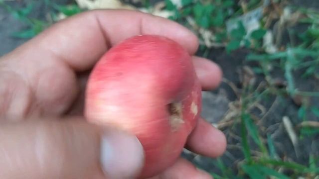 Инжирный нектарин Концентина смотреть онлайн