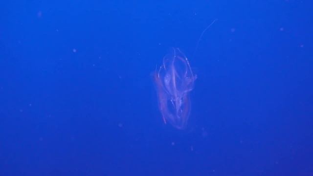 Diving in Marsa Alam - July ´18 смотреть онлайн