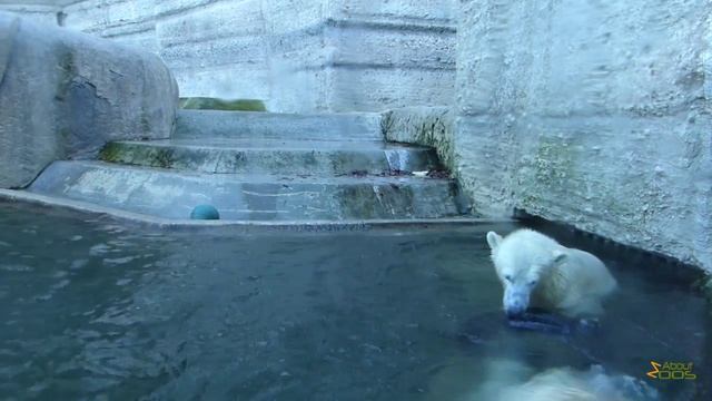 Polar bear mum and her adolescent offspring at Munich Zoo смотреть онлайн