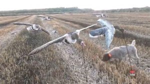 🔴ЧУЧЕЛА УТОК И ГУСЕЙ (флюгеры)✅СУПЕР ЛЕГКИЙ КОМПЛЕКТ ДЛЯ МОБИЛЬНОЙ ОХОТЫ