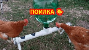 Поилка курам из трубы на подставке и бутыли 💦🐓❣️