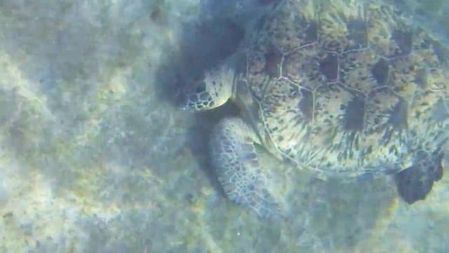 Marsa Alam El Malikia 4. (podmořský svět) смотреть онлайн