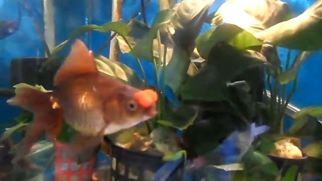 золотая рыбы смотреть онлайн