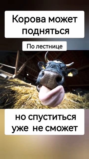 Корова и лестница🙄 #интересно #молоток смотреть онлайн