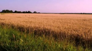 РУССКОЕ   ПОЛЕ   Монтаж А.Нельсон