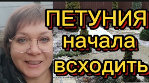 Петуния начала всходить.
