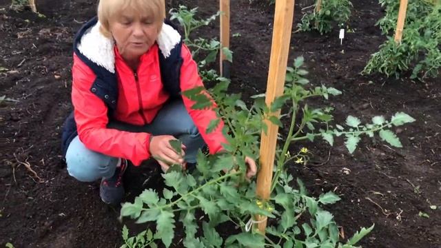 О пасынковании на понятном языке смотреть онлайн