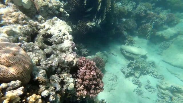 snorkeling in marsa alam egypt смотреть онлайн