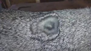 Советская шиншилла панон