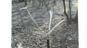 Смолинский семинар. Поиск Снежного человека в Балашихе. Оценка данных и гипотез.