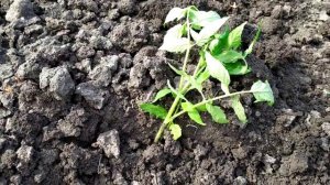 Высадка рассады помидор 🍅 в открытый грунт.