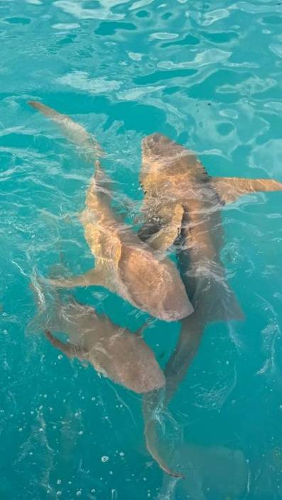 Акулы на Мальдивах смотреть онлайн